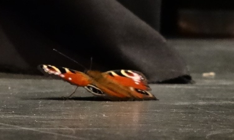 aldeburgh-butterfly